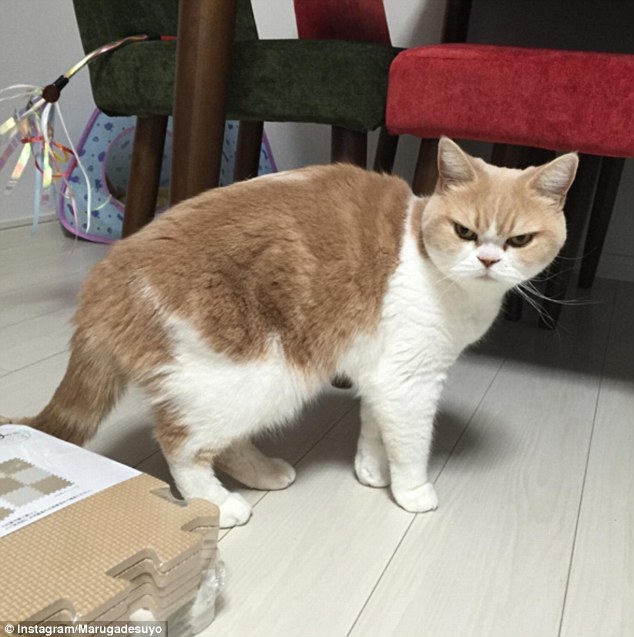 Koyuki: la gata japonesa que amenaza con destronar al &lsquo;Gato Gru&ntilde;&oacute;n&rsquo;